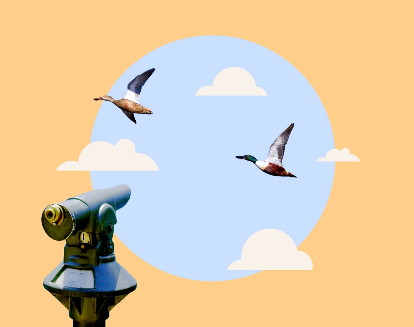 Image of ducks and a telescope